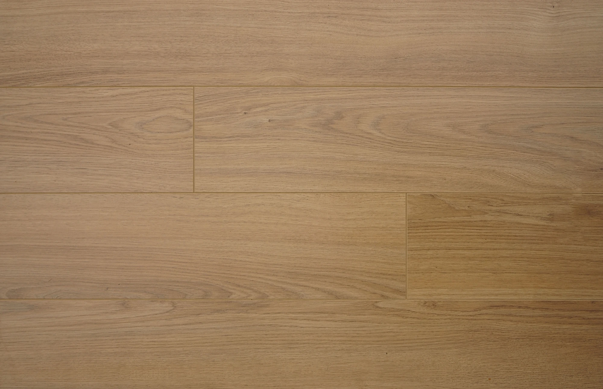 Дуб Авиньон