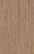 D80622 Дуб Норфолк бронзовый