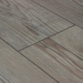 Сосна Пригницкая D3546